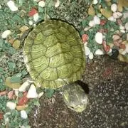 ちーぽんの画像