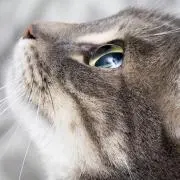 あさひ