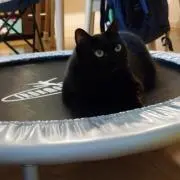 チョビ