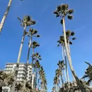 alohaの画像