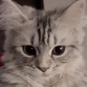 cocoの画像