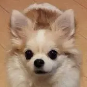 わんこ♡の画像