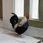 さえこの画像