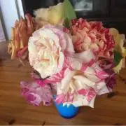 コトラ