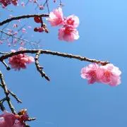 おか
