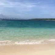 りゅうの画像