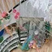 コタの画像