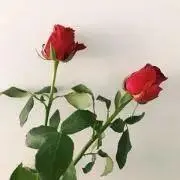 さわんこの画像