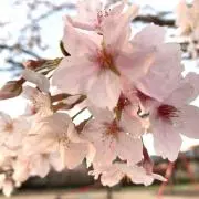Sakura mixの画像