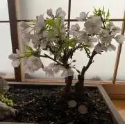 リリー   何でも屋の画像