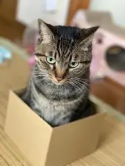 みや～んの画像