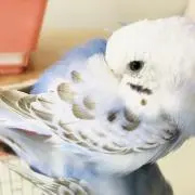 ちゅんさんの画像