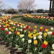 flower25の画像