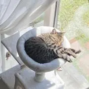 のじこの画像