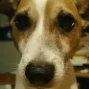 のんの画像