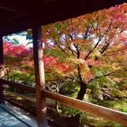 もももの画像