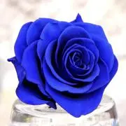 Image of 青薔薇
