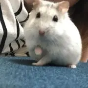akみの画像
