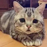 りこの画像