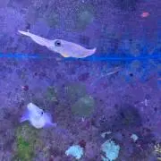 中の画像