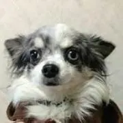 マール