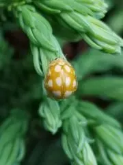 にゃんた猫たまの画像