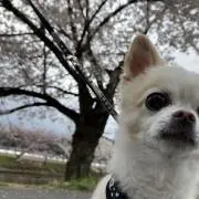 こたの画像
