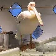 Lyrm