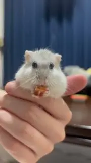 しらたぴの画像