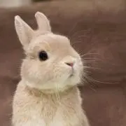 うさこ【全品即日発送・即購入可能 ☺︎】の画像