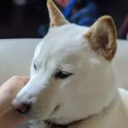 まめの画像