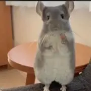 ぴょんぴょんの画像