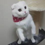 にゃんすけの画像