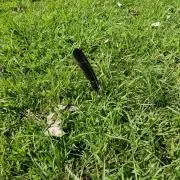 しげちーの画像