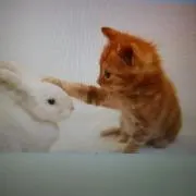 すーさんの画像