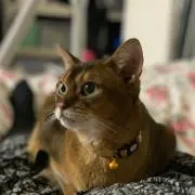 にゃんの画像
