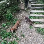 バクテトの画像