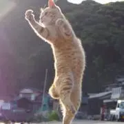 猫の気晴らしの画像