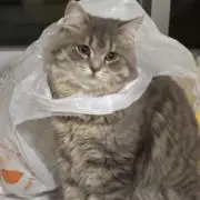 海猫