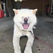 こりんの画像