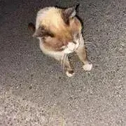 ななし