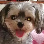 pico