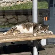 ちょこちっぷの画像