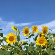 こさめ