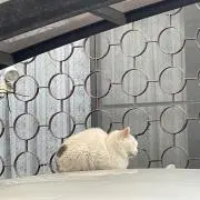 しんのすけの画像