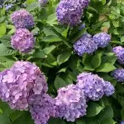 Aoちゃん☆即日発送します☆