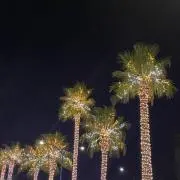 ステラプッピルーの画像