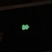 ねこねの画像