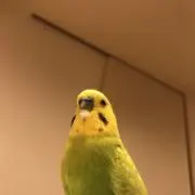 りくの画像