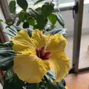 enoの画像